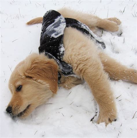 loving the snow | Golden retriever, Retriever, Puppies