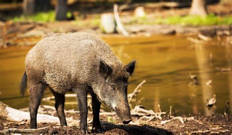 Wild Boar - Facts, Diet & Habitat Information