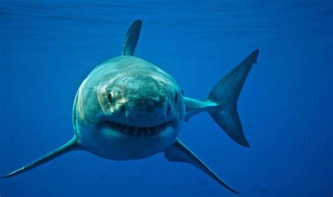 Shark 'BIGGER than Megalodon' lurking in California waters sparks ...