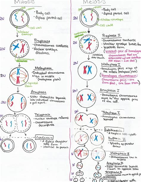 ️Phases Of Mitosis Worksheet Free Download| Gambr.co