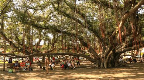 lahaina banyan tree art show - Sherrill Melvin