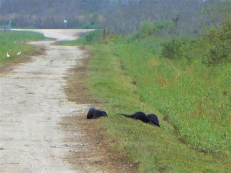 Lake Apopka Loop Trail - All You Need to Know BEFORE You Go - Updated ...