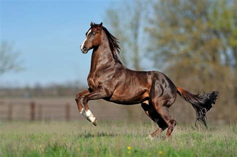 Thoroughbred Horse Information and Pictures - PetGuide | PetGuide