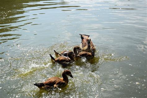 Feeding a Swimming Duck Family on a Pond in Europe Stock Photo - Image ...