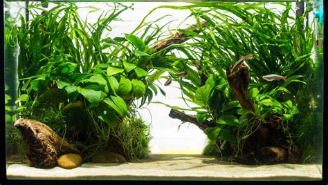 How to Pick the Best Substrate for A Planted Aquarium - Monsters Aquarium