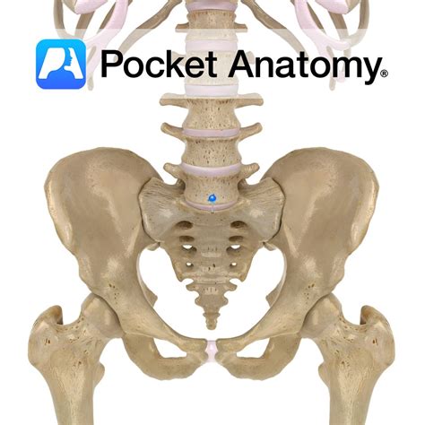 PA, Author at Pocket Anatomy - Page 17 of 80