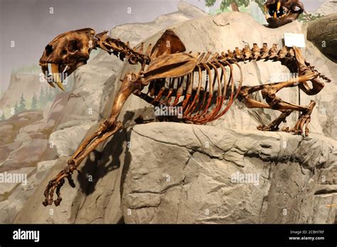 Fossil of a Saber Tooth Tiger in museum Stock Photo - Alamy