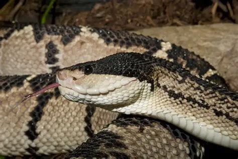 Bushmaster Snake - Facts, Size, Diet, Pictures - All Animal Facts