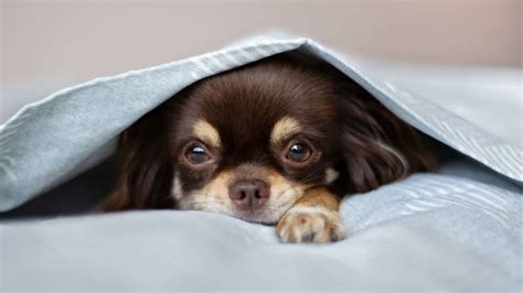 5 Traumatized Dog Symptoms And How To Deal With Them