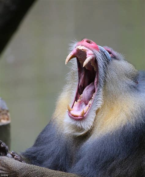 Mandrill Baboon Teeth