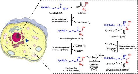 Sphingomyelin Synthesis