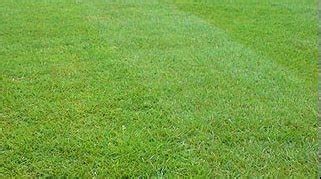 Creeping Red Fescue - McKays Grass Seeds