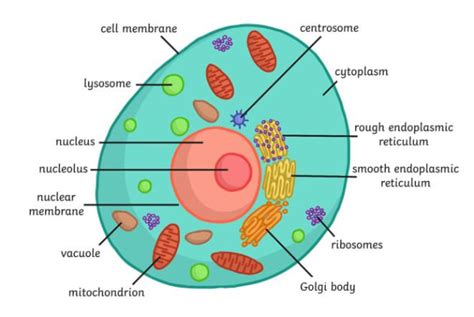 Human Cells