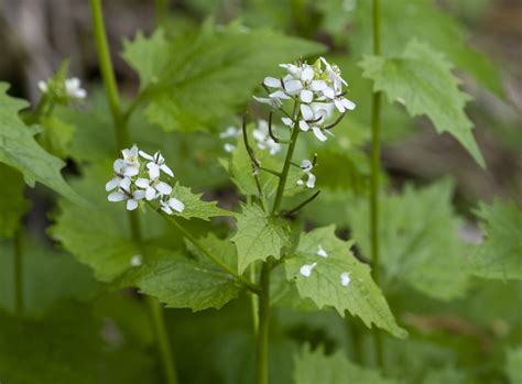 Garlic Mustard Plant Profile: Invasiveness and Identification