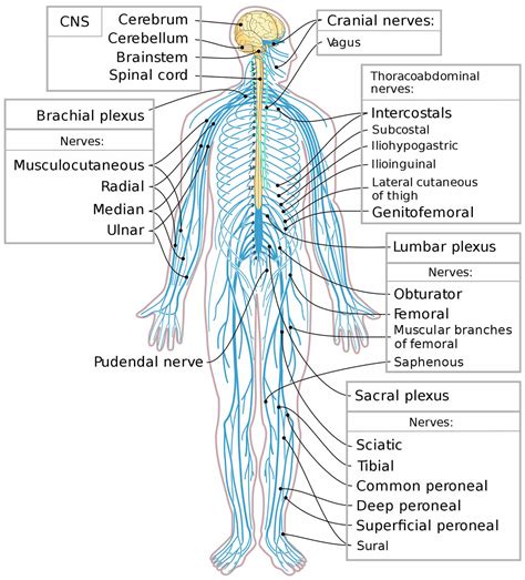 Peripheral nervous system parts, divisions & peripheral nervous system ...