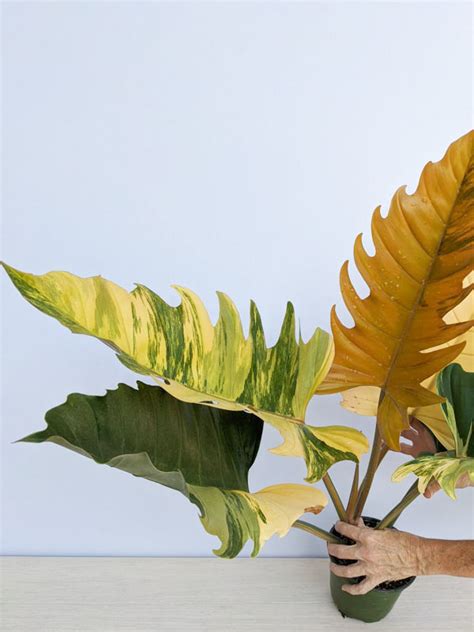 Philodendron Caramel Marble #0J3-1a – Kens Philodendrons