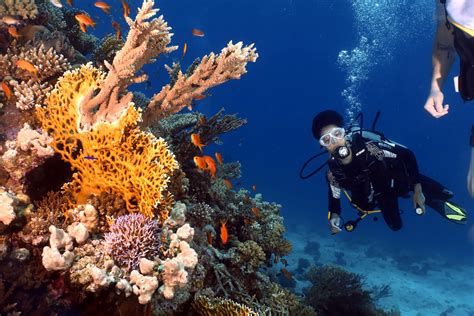 Hurghada Diving Prices: Ultimate Guide to Dive Packages and Costs