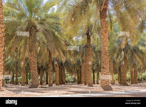 Palm tree park in Riyadh, Saudi Arabia Stock Photo - Alamy