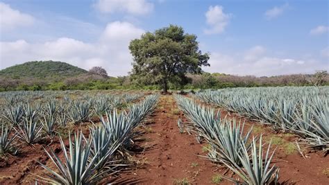 Amidst Mainstream Growth, Some Tequila Producers Are Sticking to Their ...