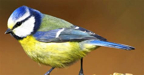 Birds of the World: Blue tit