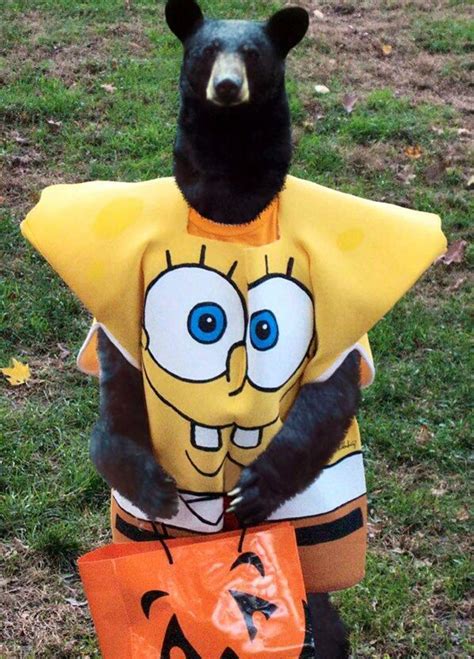 Pin by Bonnie Cook on ADVENTUROUS ANIMALS | Spongebob halloween ...