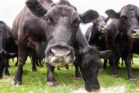 Black Angus Beef Cattle Feeding; Cecilton, Maryland, United States Of ...