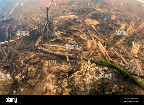 Golden ringed dragonfly larvae underwater Stock Photo - Alamy