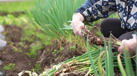 Women harvesting green onions 8644164 Stock Video at Vecteezy