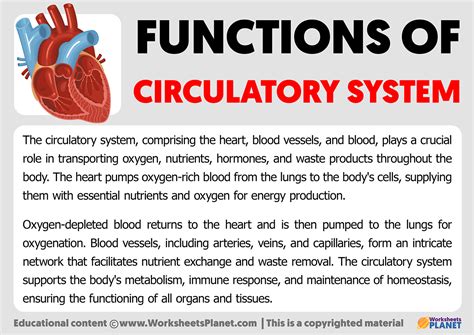 Functions of Circulatory Sytem