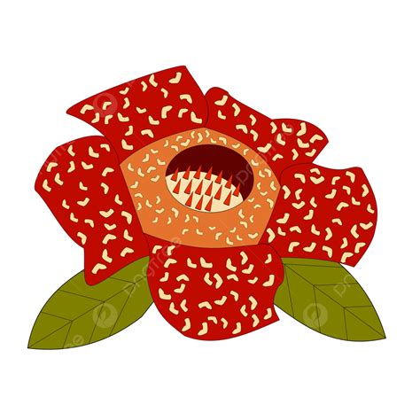 Rafflesia Arnoldii Big Flower Indonesian, Rafflesia Arnoldi, Rafflesia ...