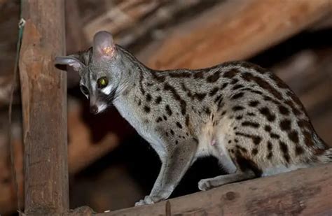 Genet - Description, Habitat, Image, Diet, and Interesting Facts