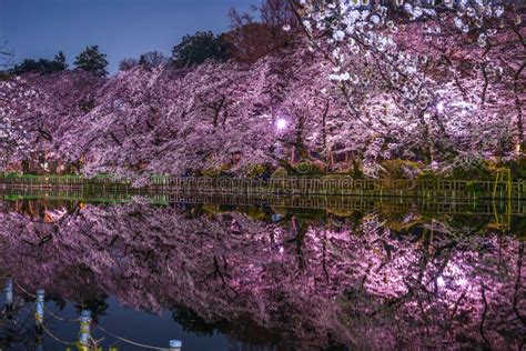 Cherry Blossoms Of Inokashira Park Inokashira Park Stock Photo - Image ...