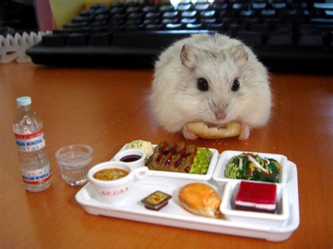 Look At These Hamsters Eating Tiny Foods