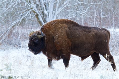 Bison – Wild Poland – Wildlife Watching Adventures