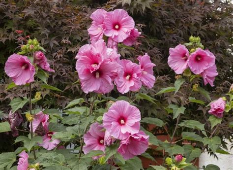 How to Grow and Care for Hardy Hibiscus in Your Garden - Petal Republic