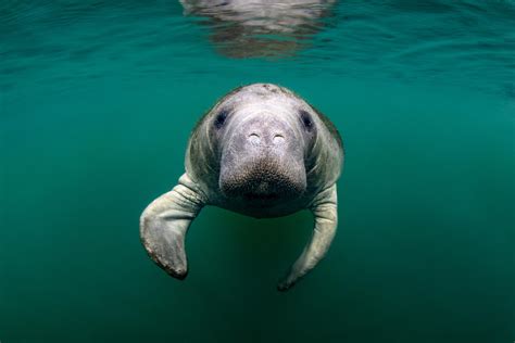 10 Fun Facts About Manatees | Discover Crystal River