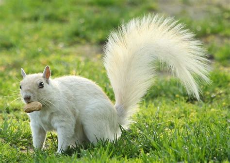 Boston Public Garden White Squirrel » Skinny in a Land of Plenty