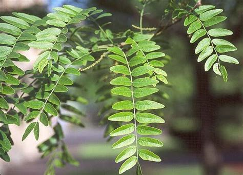 Gleditsia triacanthos var. inermis, Thornless Honeylocust | Landscape ...