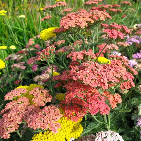 Achillea Flower Garden Seeds - Summer Pastels Mix - 1000 Seeds ...