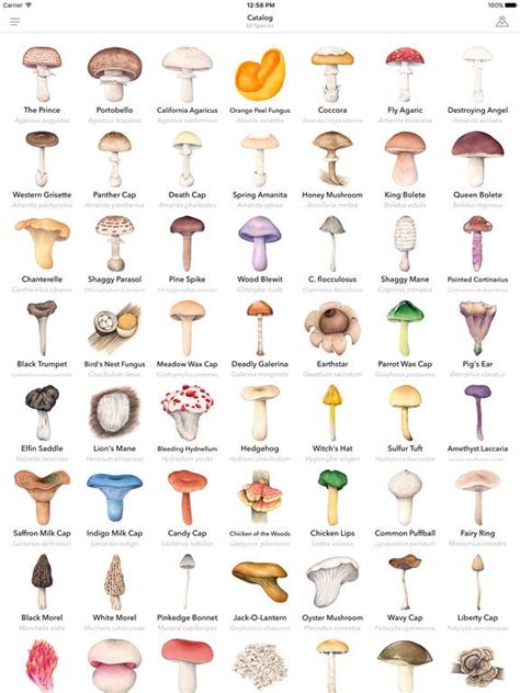 Fungi Identification Chart | Labb by AG