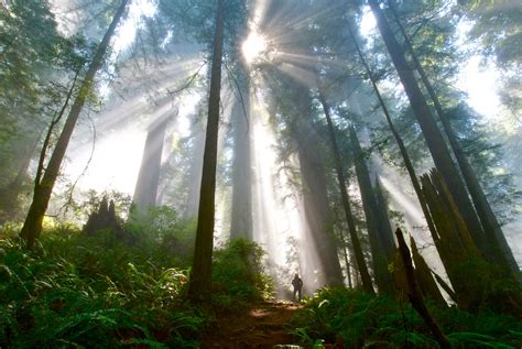 Del Norte Coast Redwoods State Park Campground