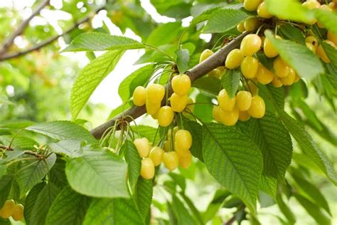 Fresh Yellow Cherry fruit branch. Fresh natural healthy. Yellow rainier ...