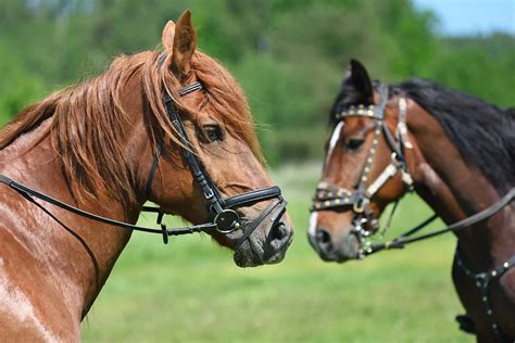 Understanding Horse Bits: An Essential Guide for Equestrians