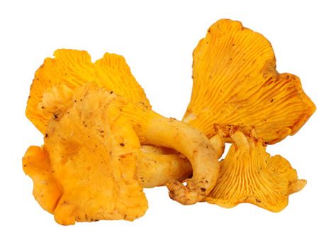 รูปภาพGirolles – เลือกดูภาพถ่ายสต็อก เวกเตอร์ และวิดีโอ835 | Adobe Stock