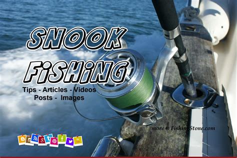 Snook Fishing Articles Posts Videos Tips - FishingStone.com