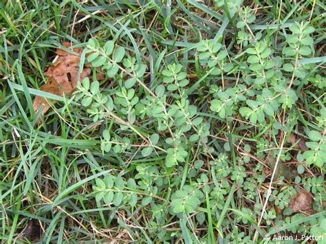 Ostrożeń rozłożysty | Purdue University Turfgrass Science at Purdue ...