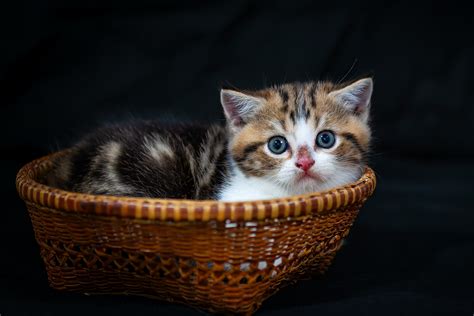 Cute Kittens Wallpapers For Desktop