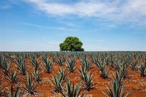 Agave fields in Arandas, Jalisco. – Revista Landuum