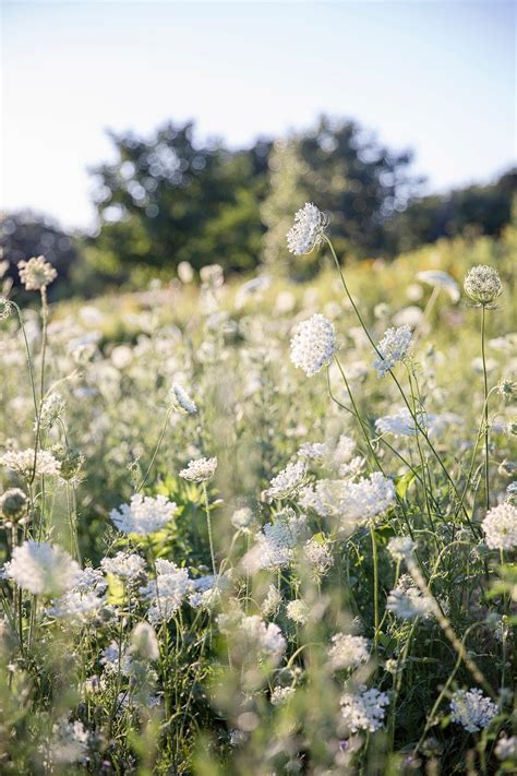 Wildflower Field Print, Photography Art Print, Digital Download Photo ...