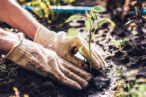 Stop with the campaigns to plant trees everywhere.